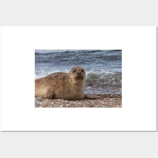 A common seal at Portgordon Scotland - 2 Posters and Art